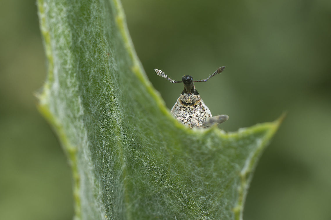 Curculionidae on Cynara tournefortii Curculionidae