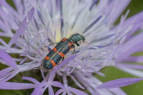 Cleridae Trichodes leucopsideus Cleridae,Trichodes,Trichodes leucopsideus,arthropoda,biodiversity,coleoptera,insecta,insects