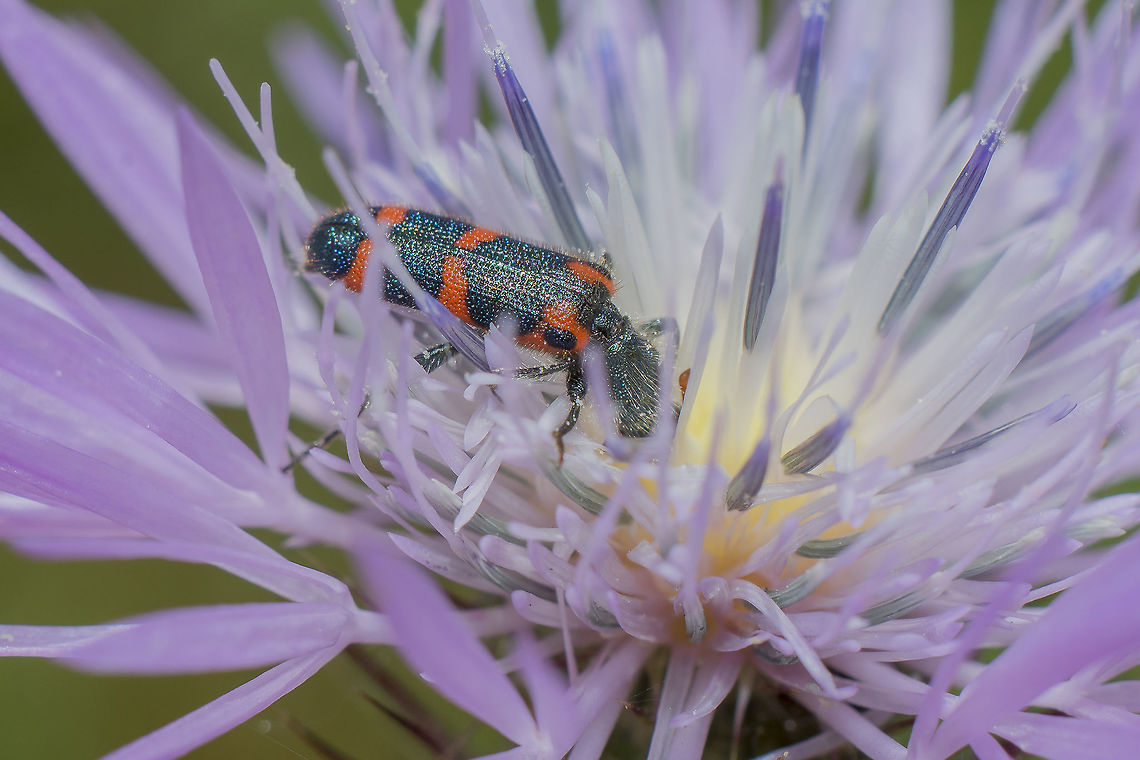 Cleridae Trichodes leucopsideus Cleridae,Trichodes,Trichodes leucopsideus,arthropoda,biodiversity,coleoptera,insecta,insects