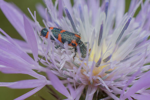 Cleridae Trichodes leucopsideus Cleridae,Trichodes,Trichodes leucopsideus,arthropoda,biodiversity,coleoptera,insecta,insects
