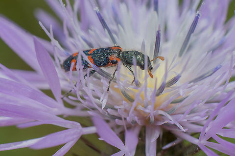 Cleridae Trichodes leucopsideus Cleridae,Trichodes,Trichodes leucopsideus,arthropoda,biodiversity,coleoptera,insecta,insects