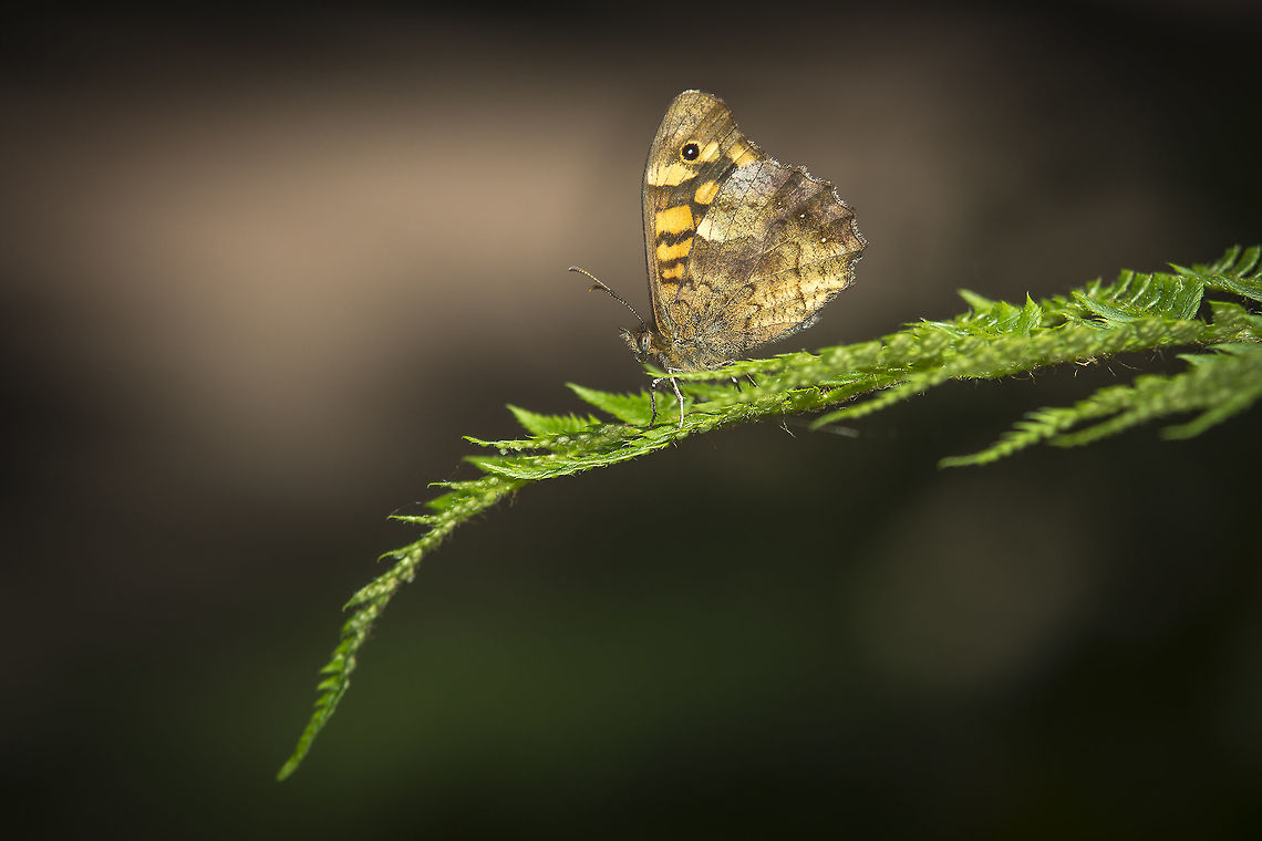The Speckled Wood My very first entry of Pararge aegeria on JD, an abundant species, and a great model in times of scarcity.<br />
Last year was very harsh for lepidoptera populations, and not only to say it right,  due to forest fires that consumed a significant area of the territory. <br />
 Pararge aegeria,Satyrinae,Speckled Wood,biodiversity,insecta,insects,lepidoptera,spring