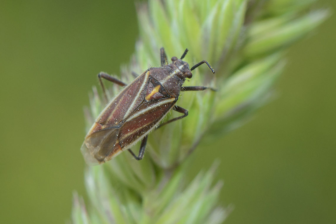Horistus orientalis Miridae<br />
Horistus? sp.<br />
Horistus orientalis Horistus orientalis,Miridae,arthopoda,biodiversity,hemiptera,heteroptera,insecta,insects,spring