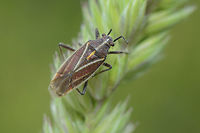 Horistus orientalis Miridae<br />
Horistus? sp.<br />
Horistus orientalis Horistus orientalis,Miridae,arthopoda,biodiversity,hemiptera,heteroptera,insecta,insects,spring