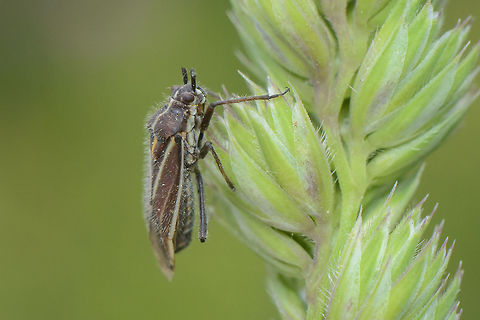 Horistus orientalis Miridae
Horistus orientalis
Discussion here:
https://www.jungledragon.com/image/60758/horistus_orientalis.html Horistus orientalis,Miridae,arthopoda,biodiversity,hemiptera,heteroptera,insecta,insects,spring