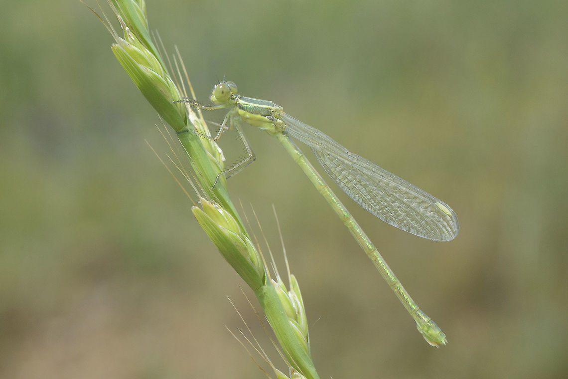 Lestes virens Lestes virens<br />
Immature female not be confused with L. barbarus. Lucky it&#039;s a female; but even so, it&#039;s not reassuring whatsoever one single photo. The valvifer it&#039;s round on L. barbarus and pointed on L. virens, like the one on this record.  Lestes virens,Small Emerald Damselfly,Springtail,anisoptera,biodiversity,dragonfly,insecta,insects,lestidae,metamorphosis,nymph,odonata