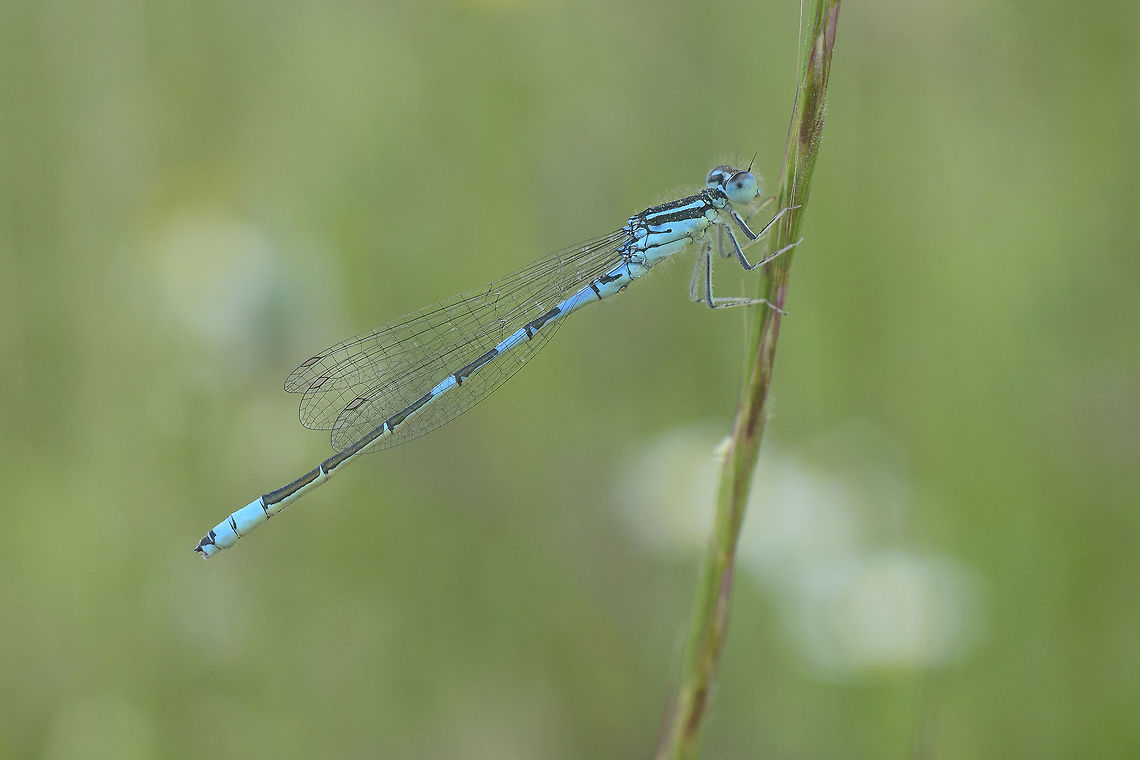 Coenagrion scitulum  Coenagrion scitulum,Dainty damselfly,animalia,arthropoda,biodiversity,coenagrion,coenagrionidae,damselfly,insecta,insects,zygoptera
