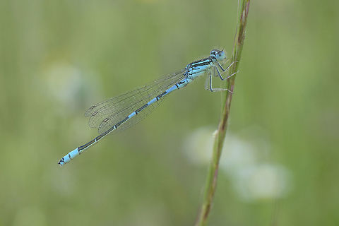 Coenagrion scitulum  Coenagrion scitulum,Dainty damselfly,animalia,arthropoda,biodiversity,coenagrion,coenagrionidae,damselfly,insecta,insects,zygoptera