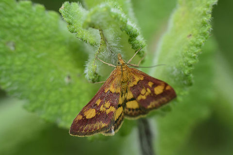 Pyrausta aurata Pyrausta aurata on Mentha sp. Crambidae,Mint Moth,Pyrausta aurata,Pyraustinae,Pyraustini,biodiversity,insects,lepidoptera,moths,spring