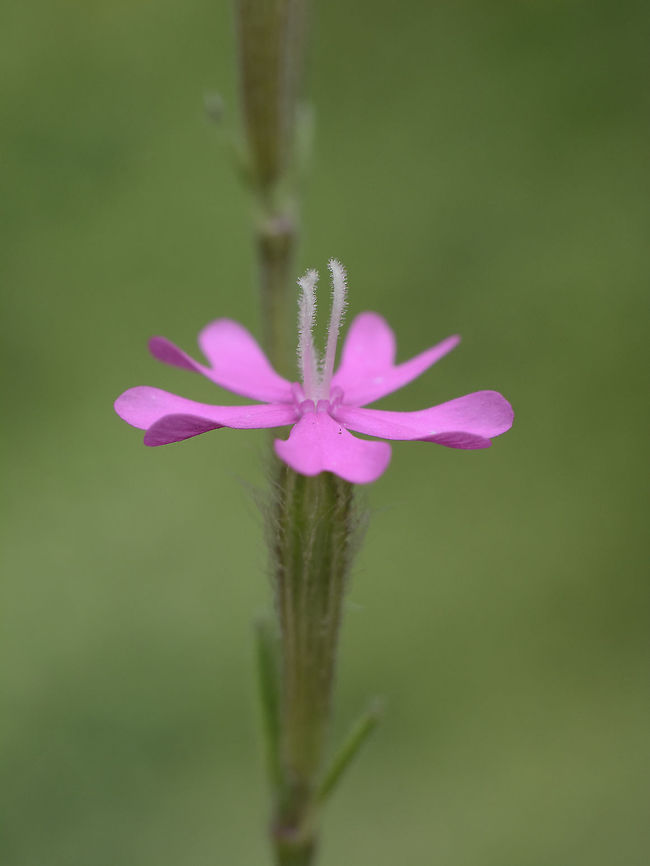Silene scabriflora Silene scabriflora<br />
<a href="http://flora-on.pt/#/1Silene+scabriflora" rel="nofollow">http://flora-on.pt/#/1Silene+scabriflora</a> Caryophyllaceae,Silene scabriflora,biodiversity,plantae,plants,spring