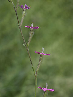 Silene scabriflora  Caryophyllaceae,Silene scabriflora,biodiversity,plantae,plants,spring