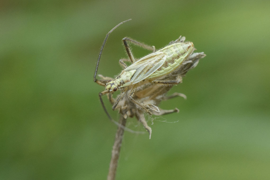 _ID Please Leptopterna? sp. nymph