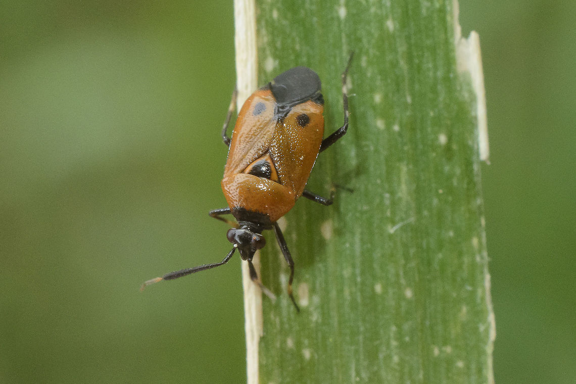 Deraeocoris punctum Lateral view:<br />
<figure class="photo"><a href="https://www.jungledragon.com/image/60793/deraeocoris_punctum.html" title="Deraeocoris punctum"><img src="https://s3.amazonaws.com/media.jungledragon.com/images/2527/60793_thumb.jpg?AWSAccessKeyId=05GMT0V3GWVNE7GGM1R2&Expires=1763596810&Signature=g1AO1ZHTiGin%2F72E1M8l7I8V7bk%3D" width="200" height="134" alt="Deraeocoris punctum  Deraeocoris punctum,Spring,arthropoda,biodiversity,hemiptera,heteroptera,insecta,insects,miridae" /></a></figure><br />
<br />
Top view:<br />
<br />
<figure class="photo"><a href="https://www.jungledragon.com/image/60794/deraeocoris_punctum.html" title="Deraeocoris punctum"><img src="https://s3.amazonaws.com/media.jungledragon.com/images/2527/60794_thumb.jpg?AWSAccessKeyId=05GMT0V3GWVNE7GGM1R2&Expires=1763596810&Signature=2mxduKbt%2B5kU%2BWsyGwEFIiujuzc%3D" width="200" height="134" alt="Deraeocoris punctum  Deraeocoris punctum,arthropoda,biodiversity,hemiptera,heteroptera,insecta,insects,miridae,spring" /></a></figure> Deraeocoris punctum,arthropoda,biodiversity,hemiptera,heteroptera,insecta,insects,miridae,spring