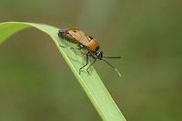 Deraeocoris punctum  Deraeocoris punctum,Spring,arthropoda,biodiversity,hemiptera,heteroptera,insecta,insects,miridae