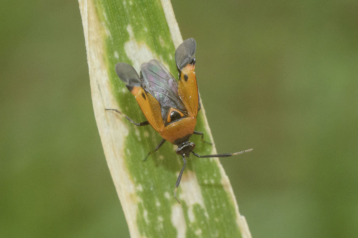 Deraeocoris punctum  Deraeocoris punctum,arthropoda,biodiversity,hemiptera,heteroptera,insecta,insects,miridae,spring
