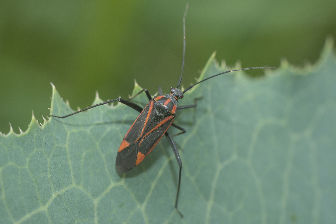 Hadrodemus noualhieri Hadrodemus noualhieri, female. Hadrodemus,Hadrodemus noualhieri,Hemiptera,Heteroptera,Miridae,Portugal