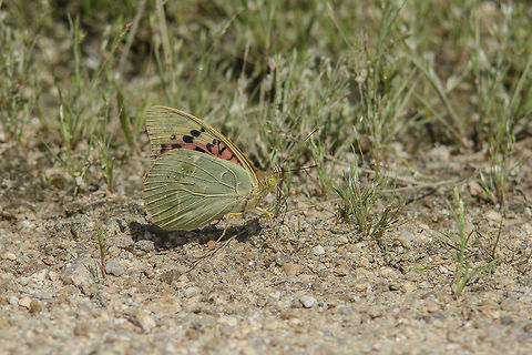Argynnis pandora Argynnis pandora Argynnis pandora,Cardinal,biodiversity,butterfly,insecta,insects,lepidoptera,nymphalidae,spring
