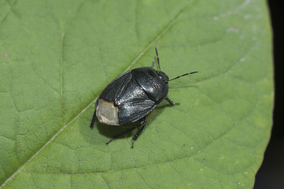 Sehirus morio Cydnidae<br />
Sehirus cf. morio Cydnidae,Sehirus morio,arthropoda,biodiversity,bugs,hemiptera,heteroptera,insecta,insects,spring