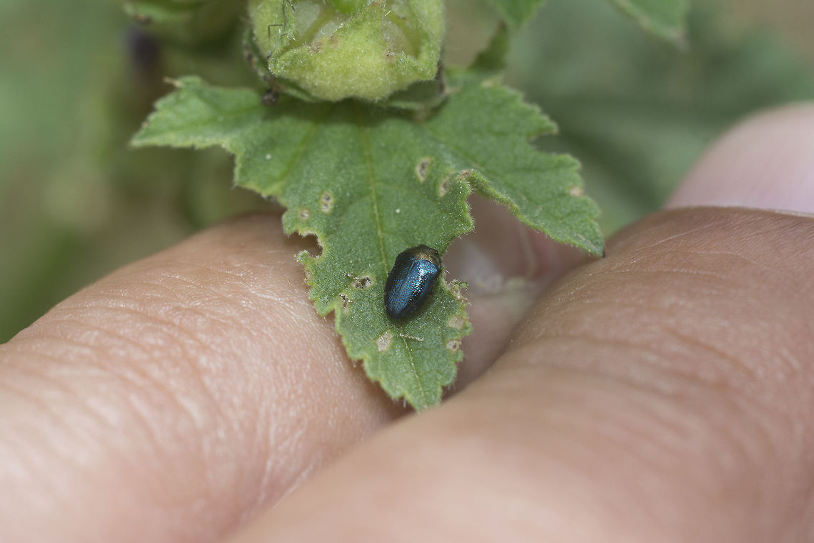 Trachys troglodytiformis Buprestidae<br />
Trachys troglodytiformis<br />
<a href="https://www.galerie-insecte.org/galerie/esp-page.php?gen=Trachys&amp;esp=troglodytiformis" rel="nofollow">https://www.galerie-insecte.org/galerie/esp-page.php?gen=Trachys&amp;esp=troglodytiformis</a> Trachys troglodytiformis,biodiversity,buprestidae,coleoptera,insecta,insects,spring