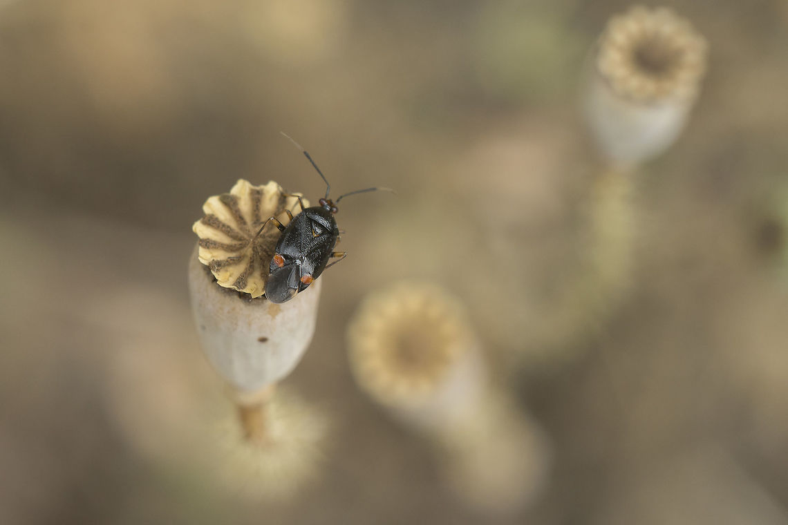 Deraeocoris ruber  Deraeocoris ruber,Red Bug