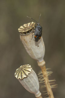 Deraeocoris ruber  Deraeocoris ruber,Red Bug