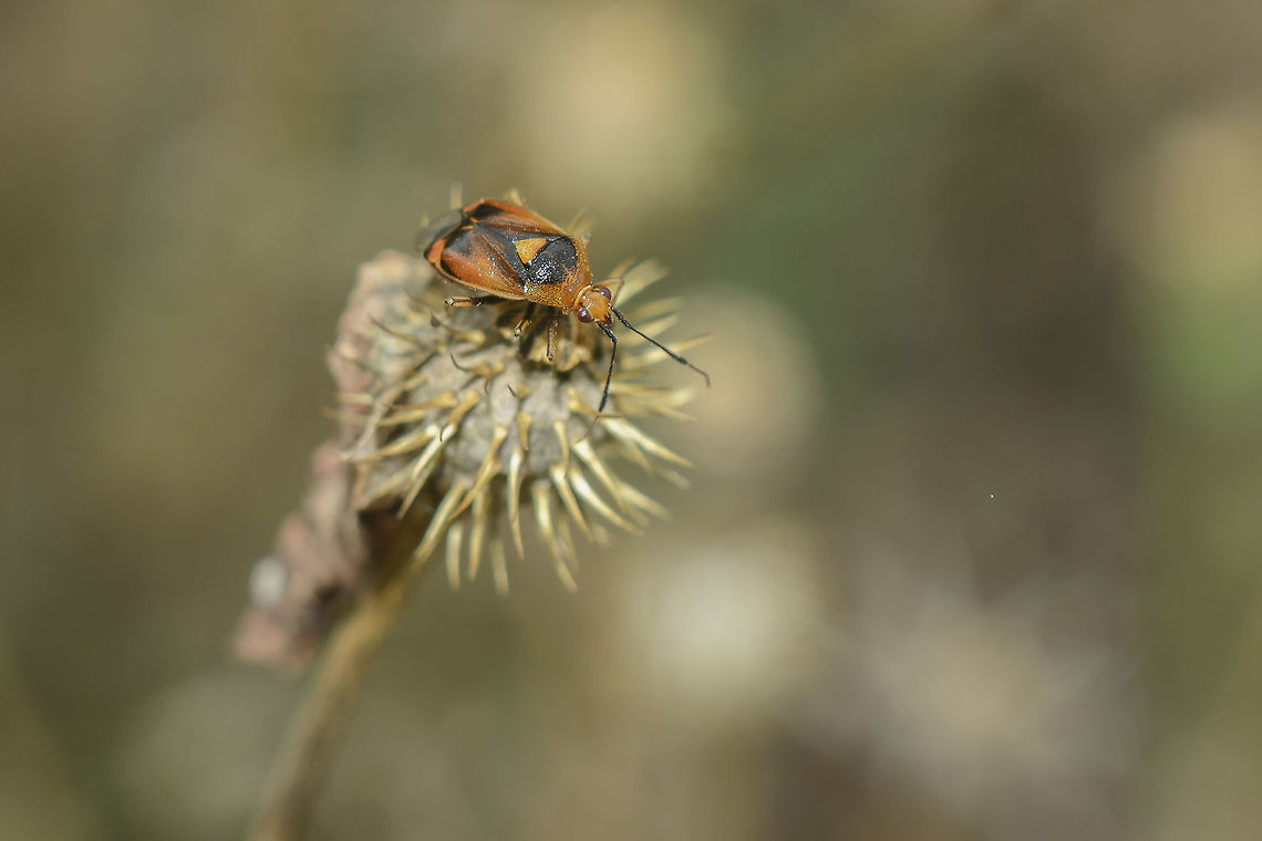 Deraeocoris ruber  Deraeocoris ruber,Red Bug