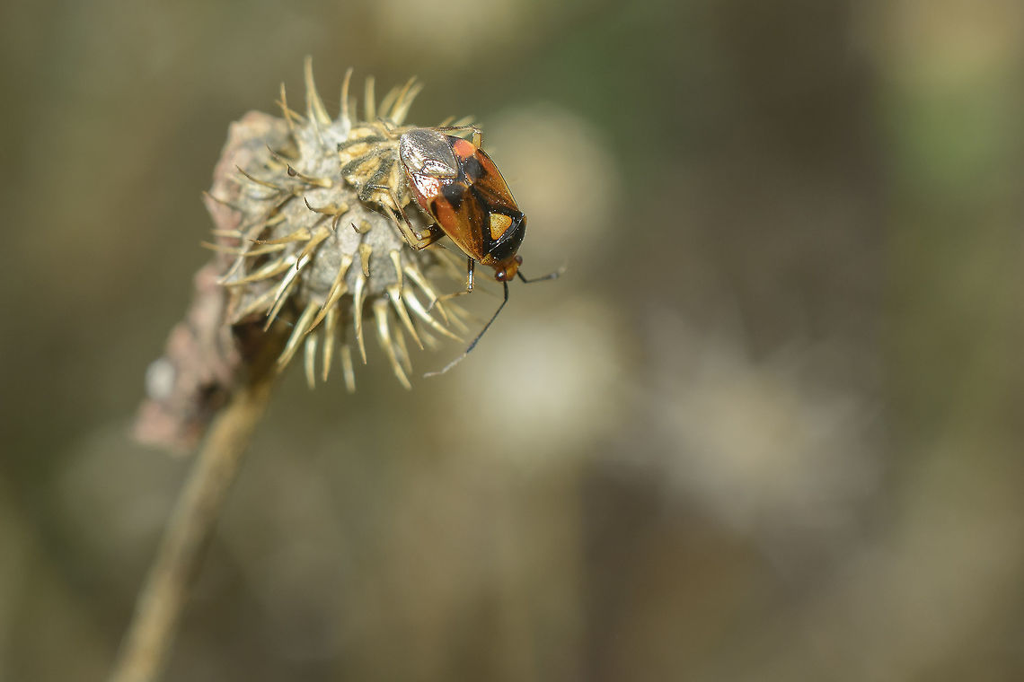 Deraeocoris ruber  Deraeocoris ruber,Red Bug