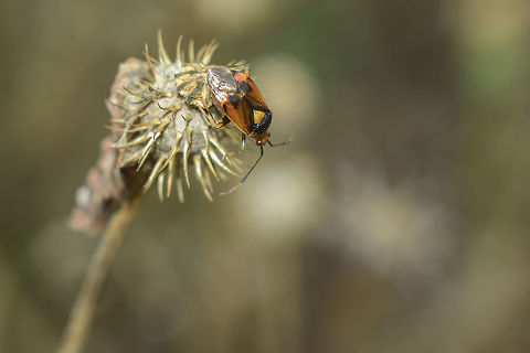 Deraeocoris ruber  Deraeocoris ruber,Red Bug