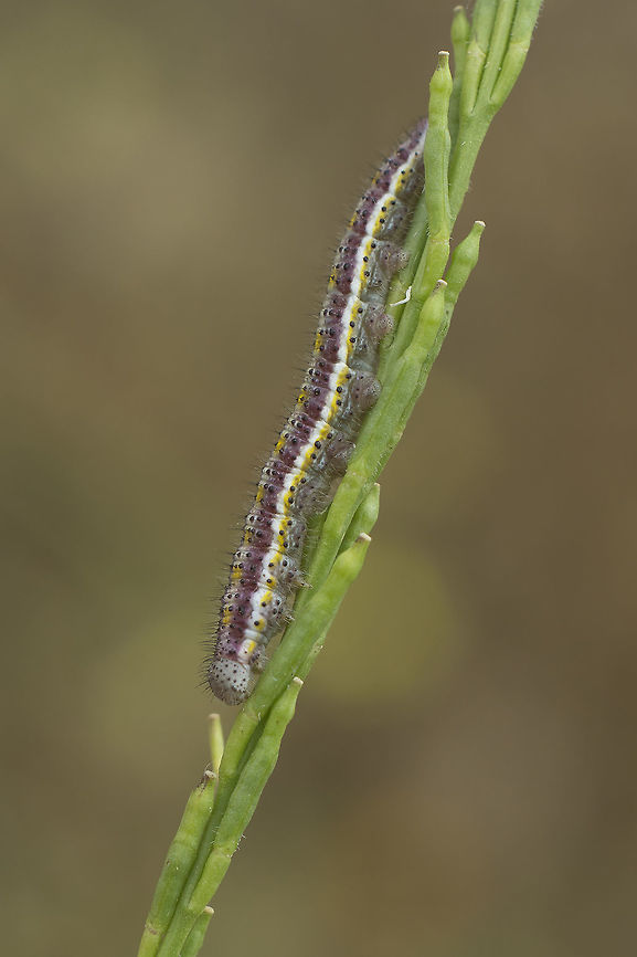 Euchloe crameri Euchloe crameri<br />
Larva Euchloe crameri,Western dappled white,biodiversity,insecta,insects,lepidoptera,spring