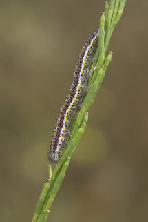 Euchloe crameri Euchloe crameri
Larva Euchloe crameri,Western dappled white,biodiversity,insecta,insects,lepidoptera,spring