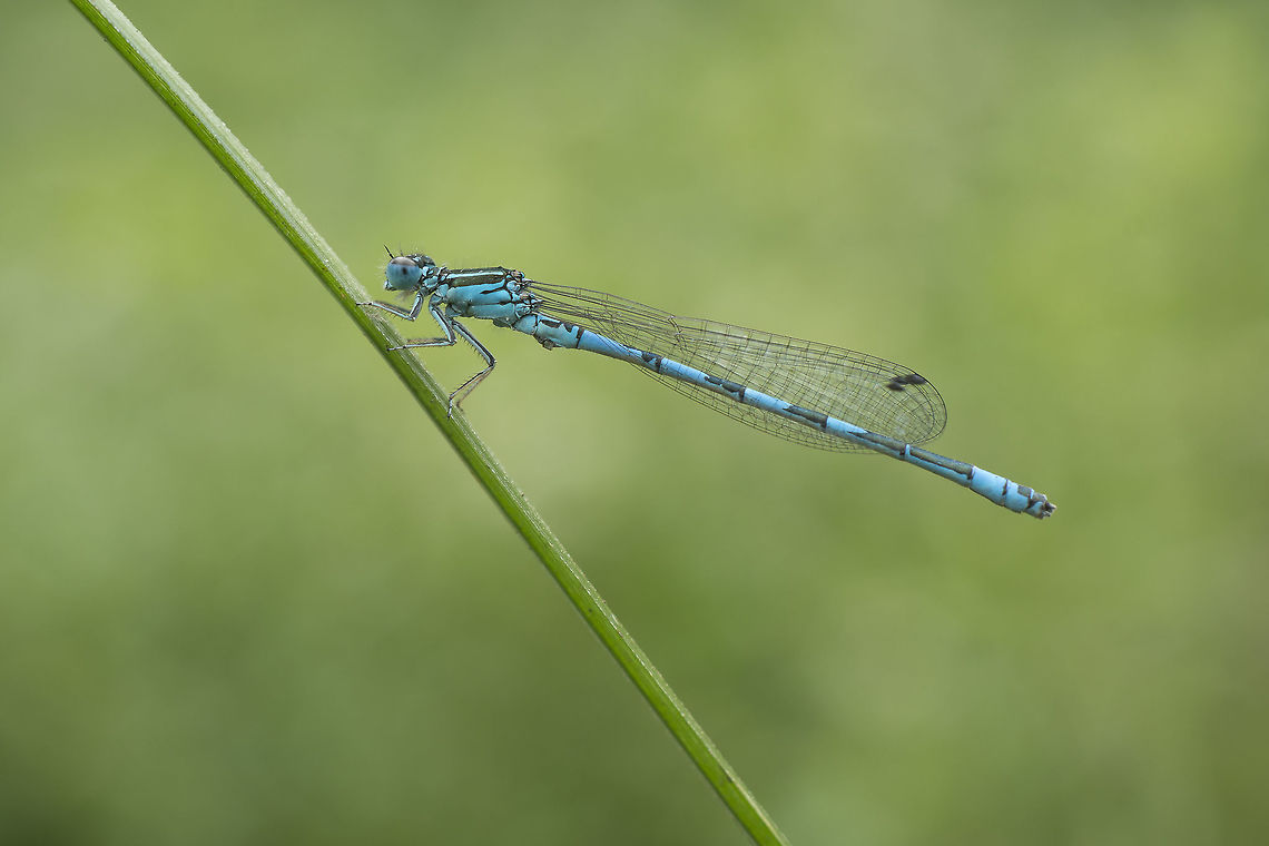 Coenagrion mercuriale Coenagrion mercuriale<br />
Adult male, lateral view. Coenagrion mercuriale,biodiversity,coenagrionidae,damselfly,habitats directive,insects,odonata,protected species,spring,zygoptera