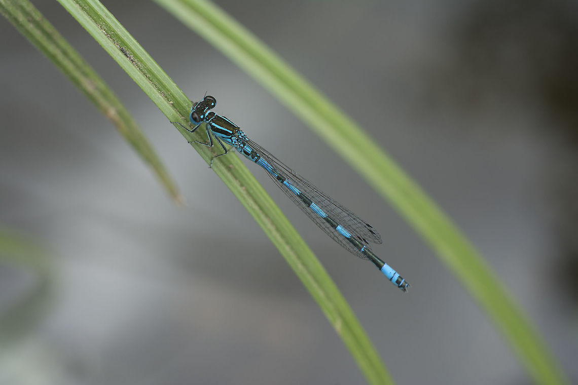 Coenagrion mercuriale Coenagrion mercuriale<br />
Adult male, top view. Coenagrion mercuriale,biodiversity,coenagrionidae,damselfly,habitats directive,insects,odonata,protected species,spring,zygoptera