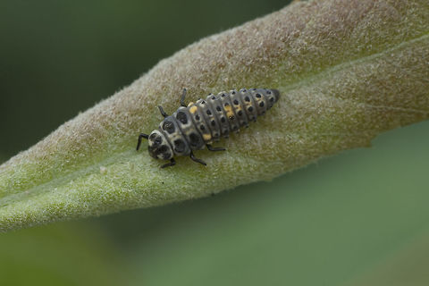 Adalia bipunctata Adalia bipunctata
Larva Adalia,Adalia bipunctata,Coccinellidae,Coccinellinae,Coleoptera,Two-spot Ladybird