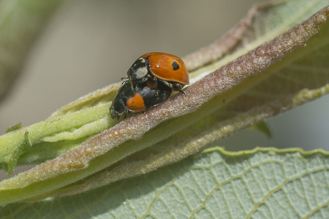 Adalia bipunctata Adalia bipunctata<br />
Copula Adalia,Adalia bipunctata,Coccinellidae,Coccinellinae,Coleoptera,Two-spot Ladybird