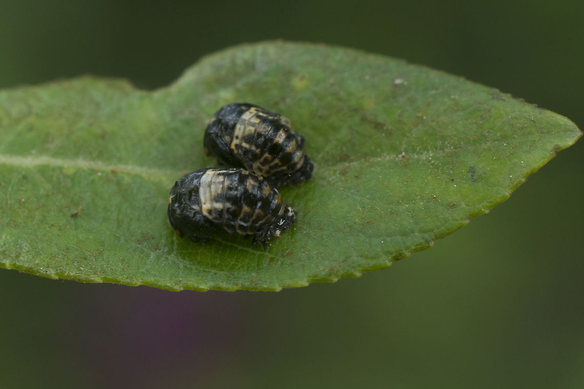 Adalia bipunctata Adalia bipunctata<br />
Pupa Adalia,Adalia bipunctata,Coccinellidae,Coccinellinae,Coleoptera,Two-spot Ladybird
