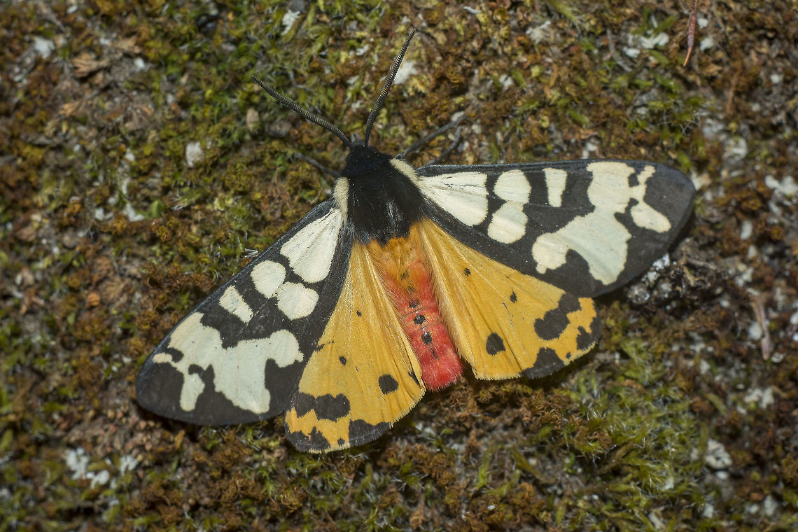 Arctia villica Arctia villica Arctia villica,Cream-spot Tiger