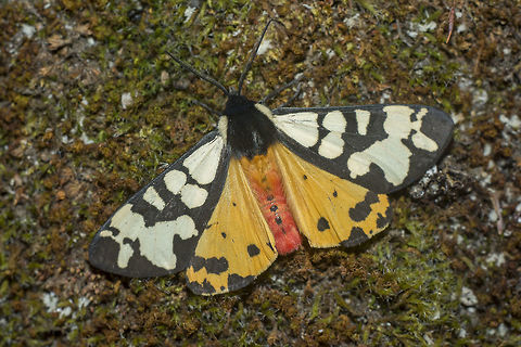Arctia villica Arctia villica Arctia villica,Cream-spot Tiger