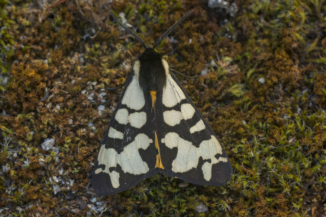 Arctia villica Arctia villica Arctia villica,Cream-spot Tiger