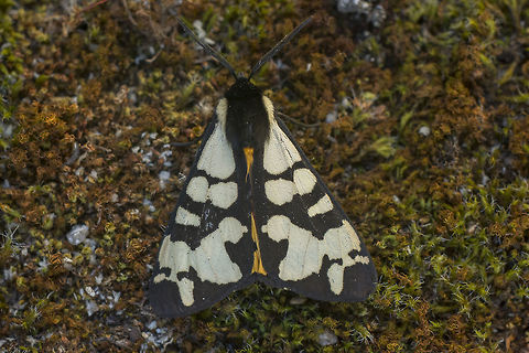 Arctia villica Arctia villica Arctia villica,Cream-spot Tiger