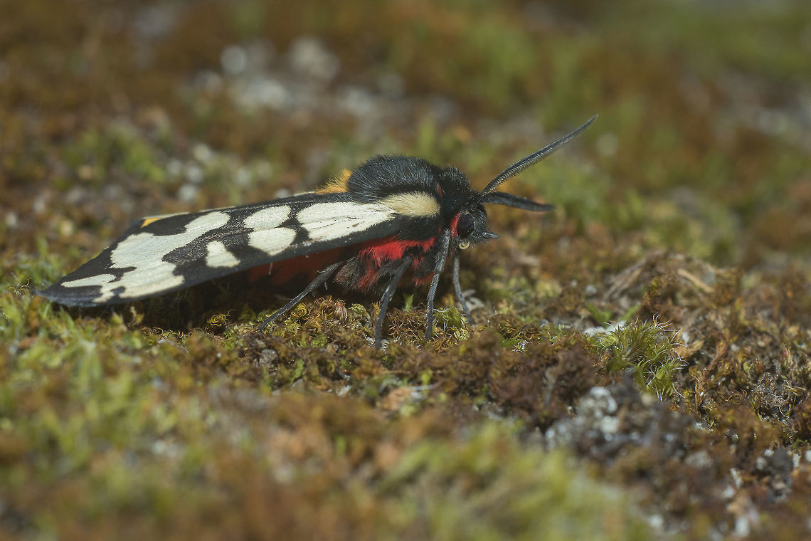 Arctia villica Arctia villica Arctia villica,Cream-spot Tiger