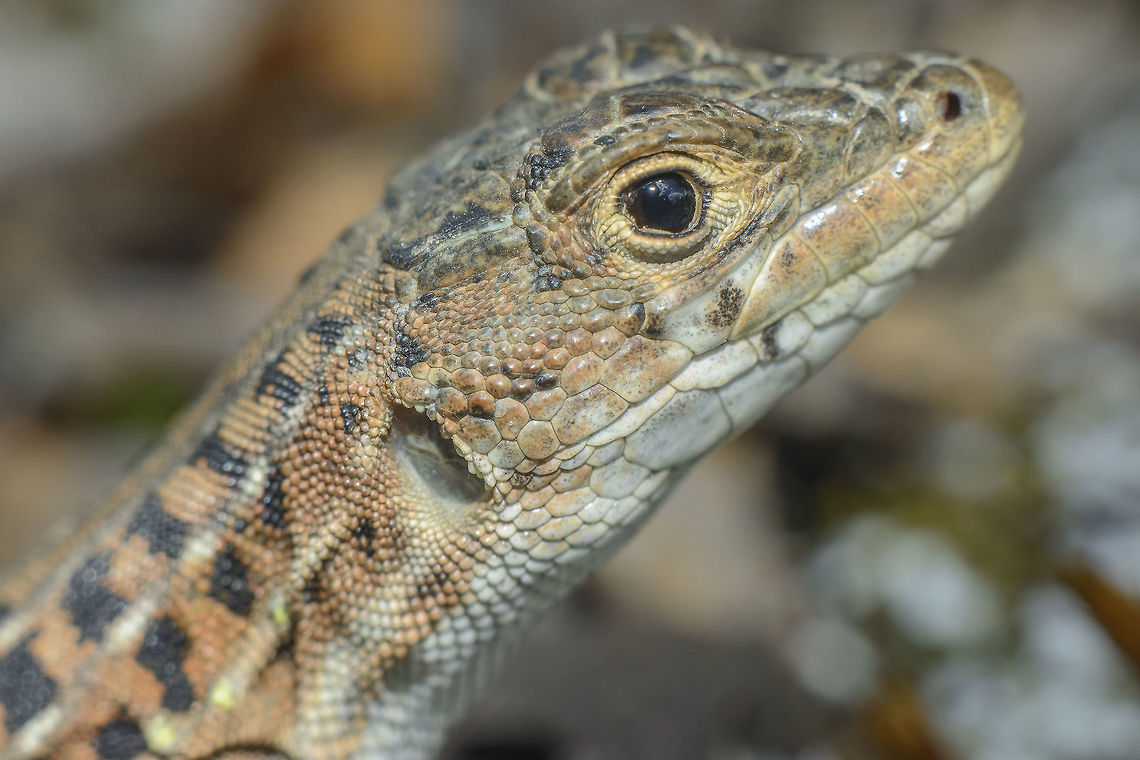 The friendly dragon Acanthodactylus erythrurus<br />
<br />
Full size: <figure class="photo"><a href="https://www.jungledragon.com/image/35744/acanthodactylus_erythrurus.html" title="Acanthodactylus erythrurus"><img src="https://s3.amazonaws.com/media.jungledragon.com/images/2527/35744_thumb.jpg?AWSAccessKeyId=05GMT0V3GWVNE7GGM1R2&Expires=1767225610&Signature=BpGQpcfSg546JfJURw4yqt45MDI%3D" width="200" height="134" alt="Acanthodactylus erythrurus Acanthodactylus erythrurus Acanthodactylus erythrurus,Lizard,animalia,biodiversity,lacertid,lacertidae,summer,vertebrata,wildlife" /></a></figure> Acanthodactylus erythrurus,Lizard,animalia,biodiversity,lacertid,lacertidae,spring,vertebrata,wildlife
