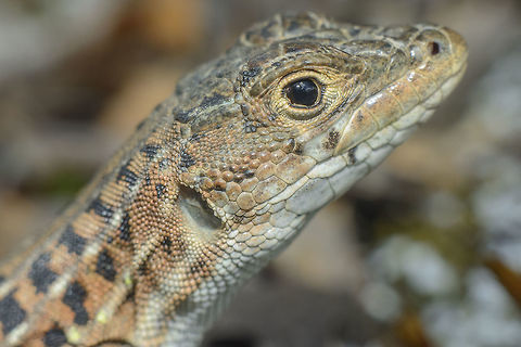 The friendly dragon Acanthodactylus erythrurus

Full size: https://www.jungledragon.com/image/35744/acanthodactylus_erythrurus.html Acanthodactylus erythrurus,Lizard,animalia,biodiversity,lacertid,lacertidae,spring,vertebrata,wildlife