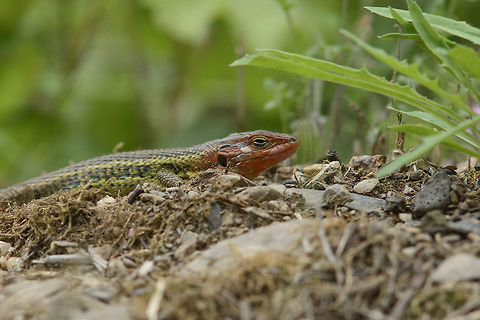Psammodromus algirus Psammodromus algirus
Adult male with full reproduction colors Large Psammodromus,Psammodrimus algirus,Psammodromus algirus,algirus