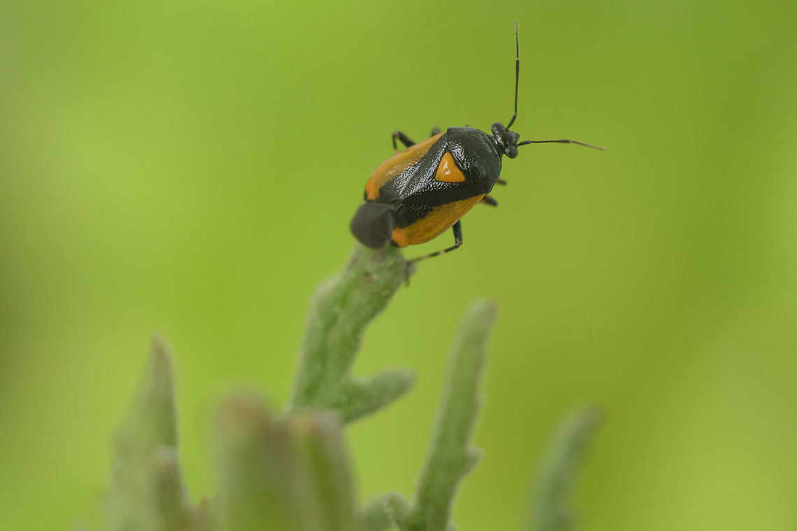 Deraeocoris cordiger Miridae<br />
Deraeocoris cordiger Deraeocoris cordiger,biodiversity,bugs,hemiptera,heteroptera,insecta,insects,spring