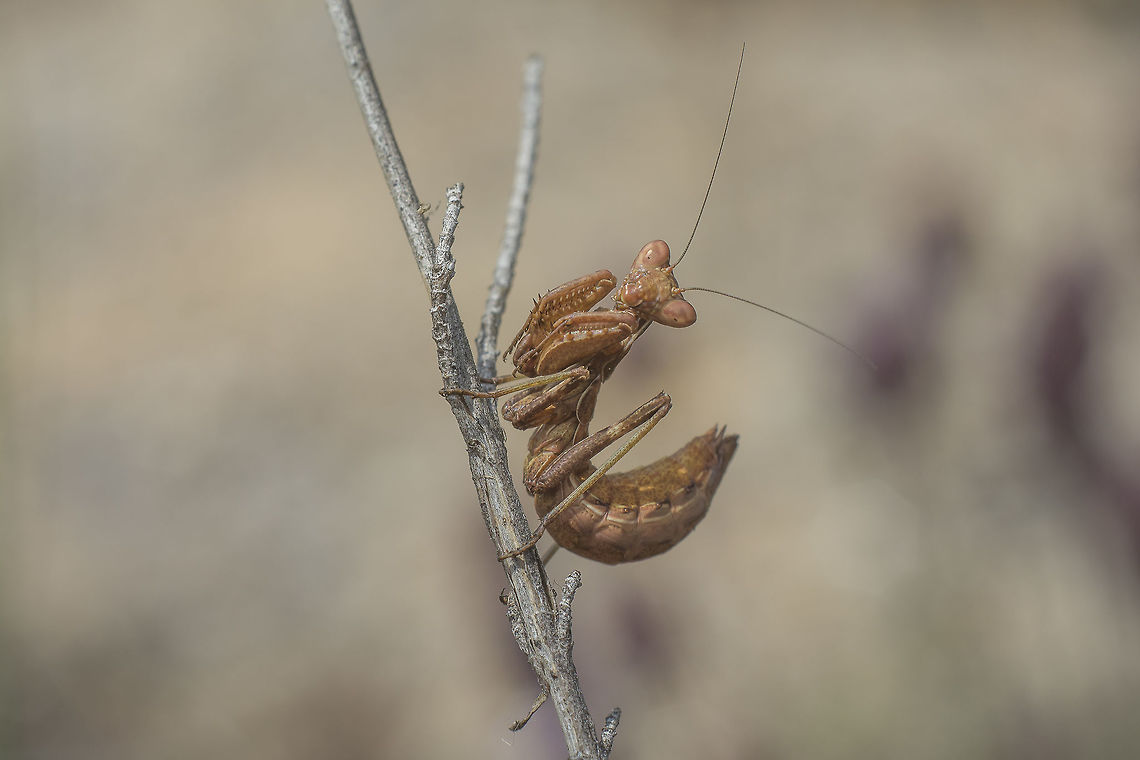 Ameles spallanzania Ameles spallanzania<br />
Nymph Ameles spallanzania,European dwarf mantis,ameles,animalia,arthropoda,biodiversity,insecta,mantid,mantodea,preying mantis
