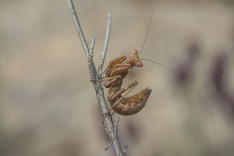 Ameles spallanzania Ameles spallanzania
Nymph Ameles spallanzania,European dwarf mantis,ameles,animalia,arthropoda,biodiversity,insecta,mantid,mantodea,preying mantis