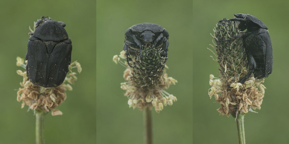 Protaetia opaca Protaetia opaca "Cetoniidae",Cetoniinae,Protaetia opaca,Scarabaeidae,beetles,biodiversity,coleoptera,insecta,spring