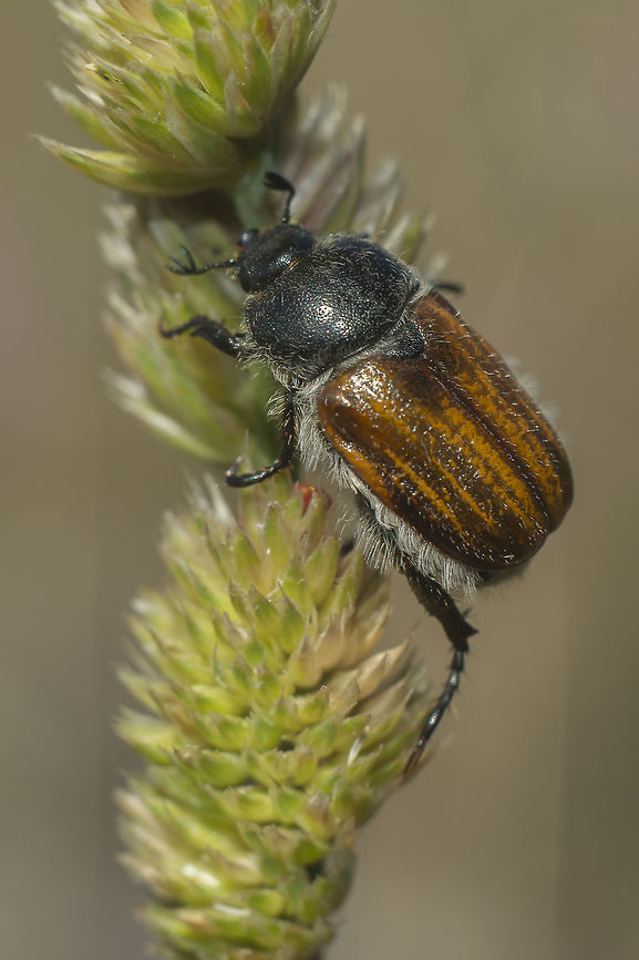 Anisoplia baetica Anisoplia baetica Anisoplia baetica,Coleoptera,beetle,biodiversity,insecta,insects,spring