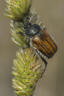 Anisoplia baetica Anisoplia baetica Anisoplia baetica,Coleoptera,beetle,biodiversity,insecta,insects,spring