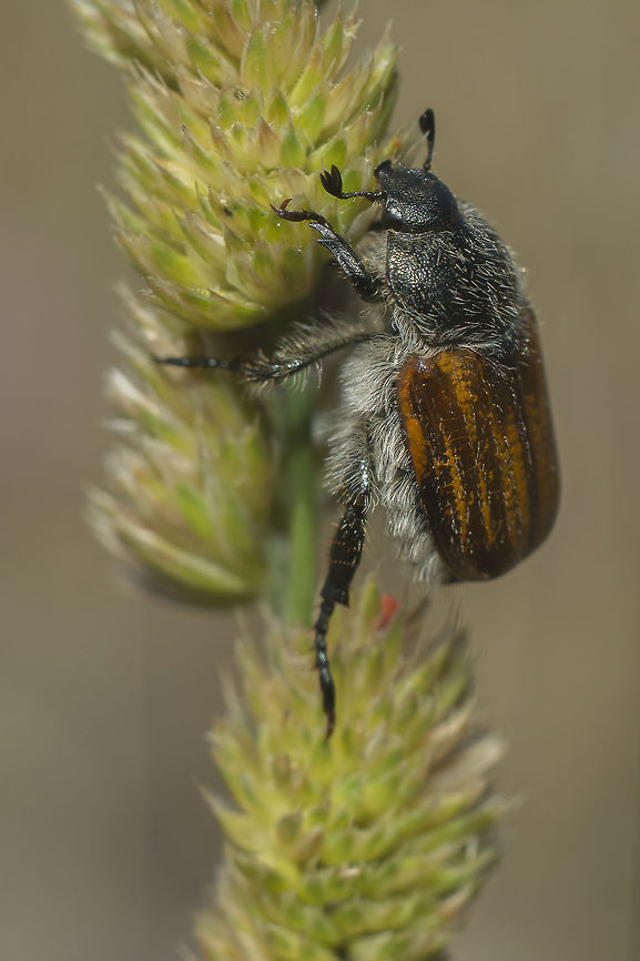 Anisoplia baetica Anisoplia baetica Anisoplia baetica,Coleoptera,Spring,beetle,biodiversity,insecta,insects